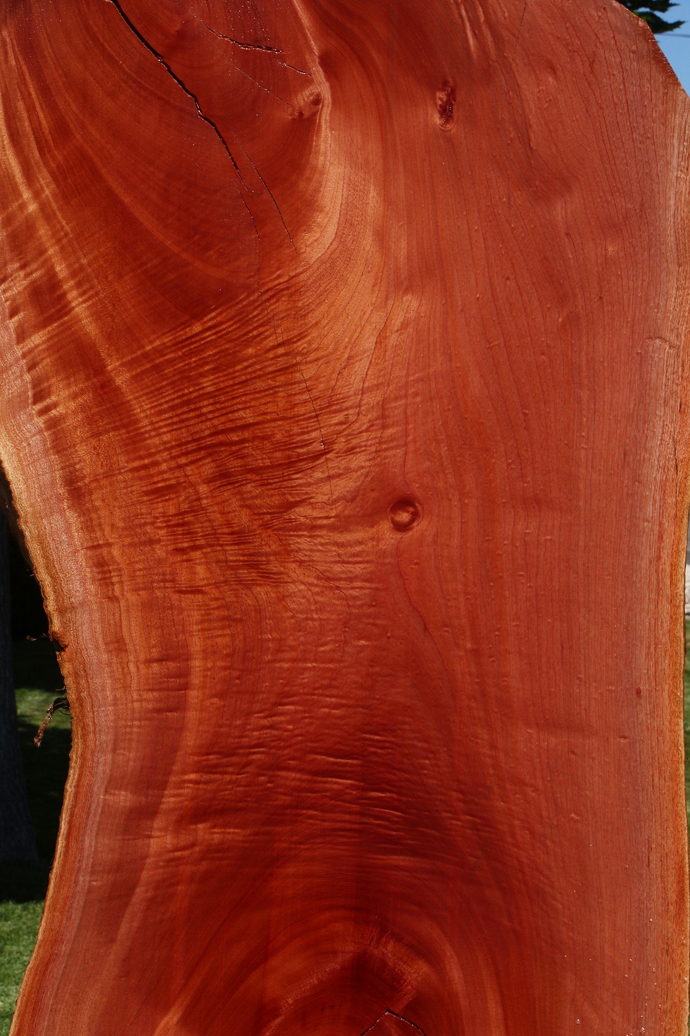 Rustic Brazilian Pepperwood Live Edge Slab
