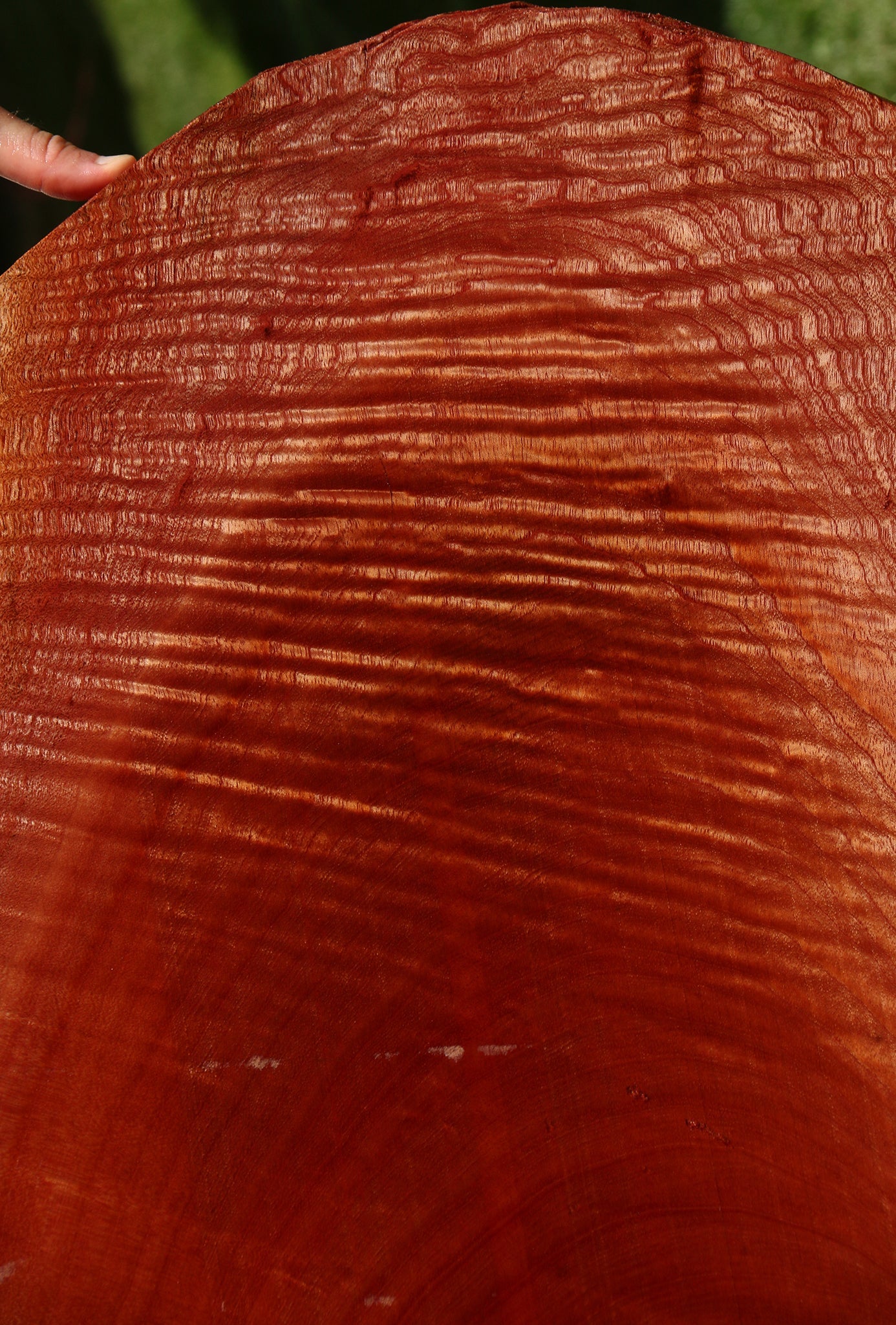 Extra Fancy Brazilian Pepperwood Cookie