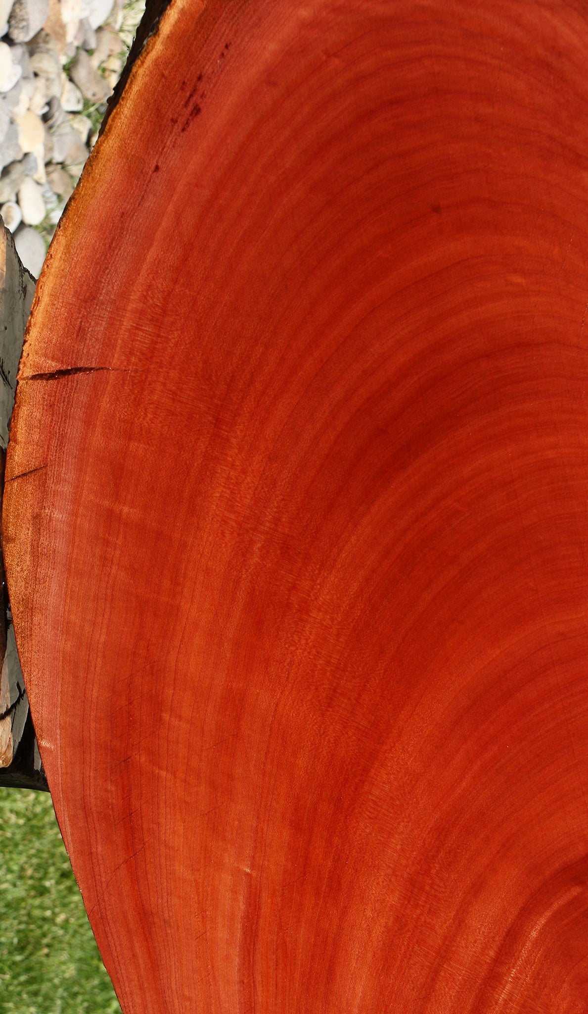 Figured Brazilian Pepperwood Cookie