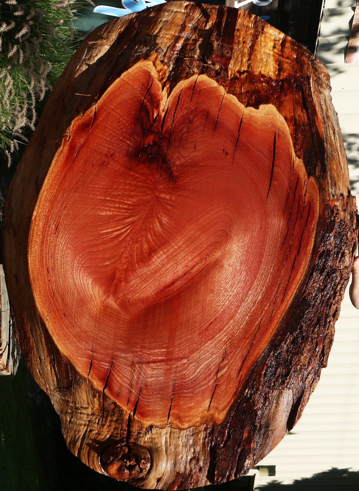 Extra Fancy Rustic Brazilian Pepperwood Cookie