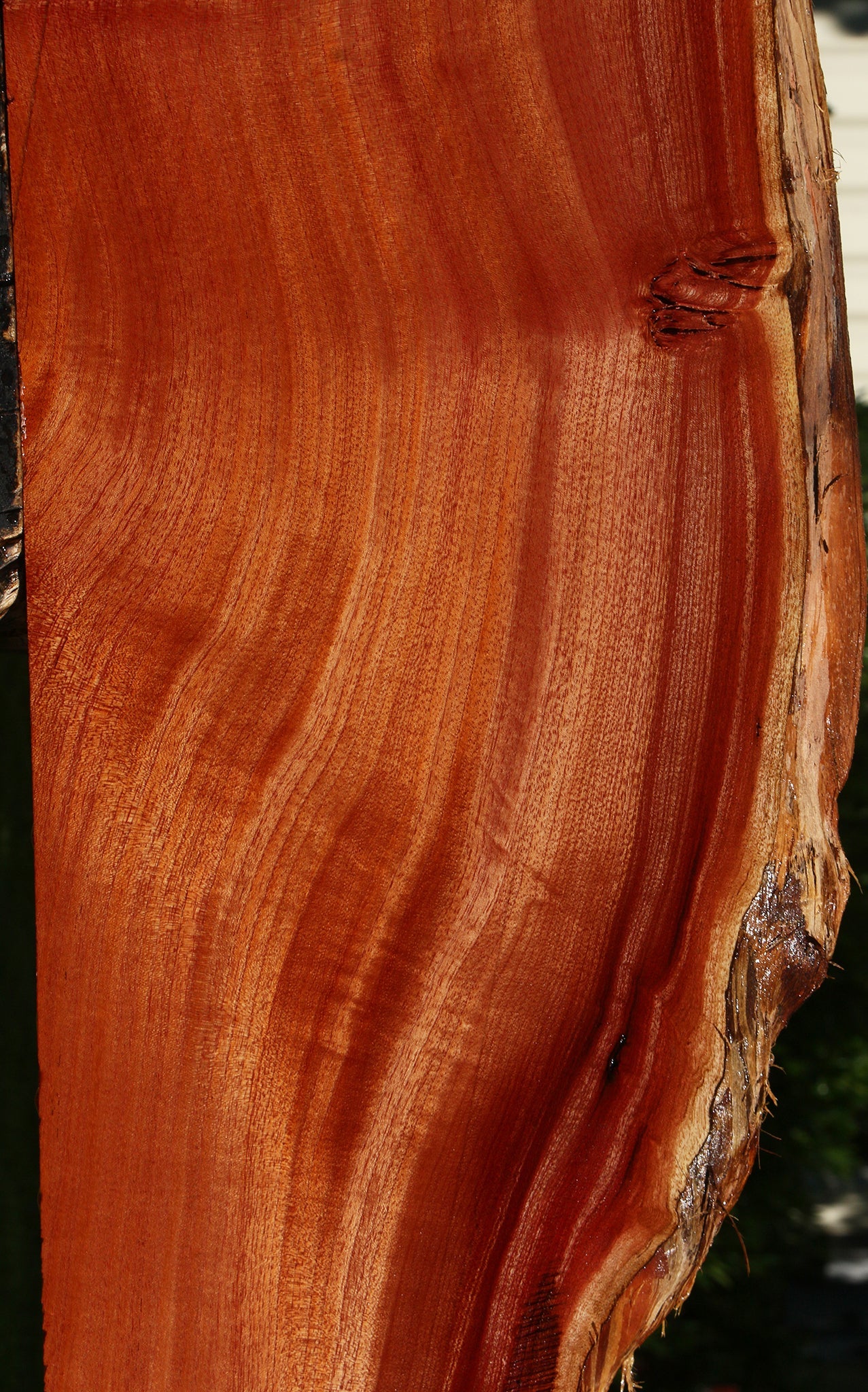 Figured Quartersawn Brazilian Pepperwood Live Edge Mini Slab