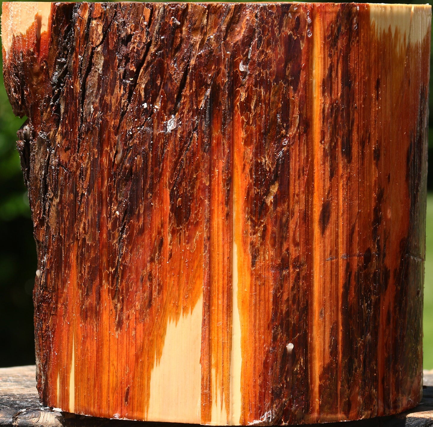 Oregon Ironwood Half Log
