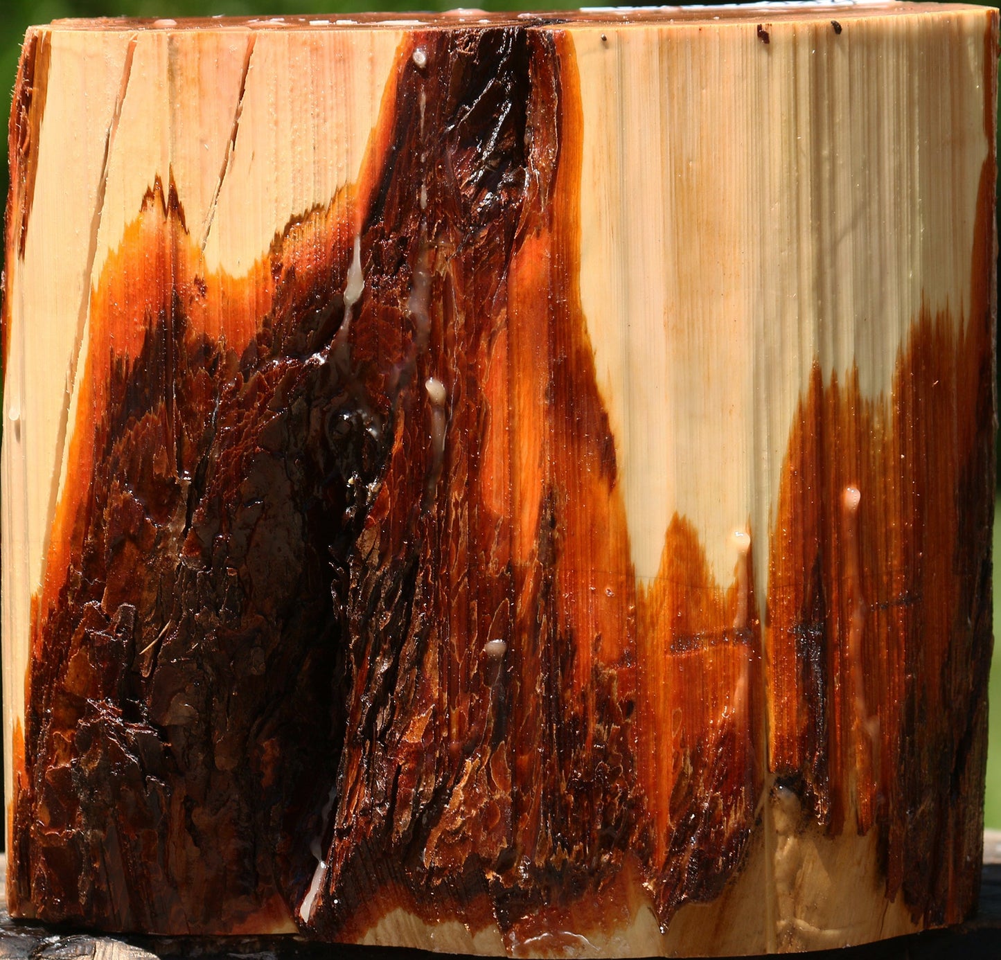 Oregon Ironwood Half Log