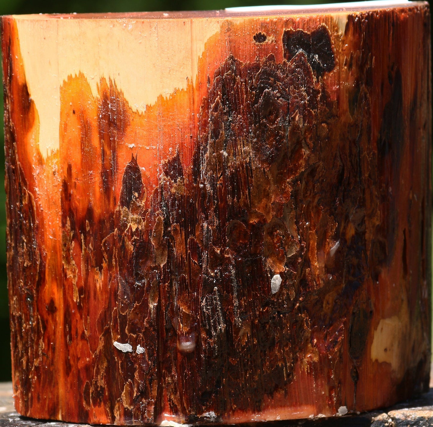 Oregon Ironwood Half Log