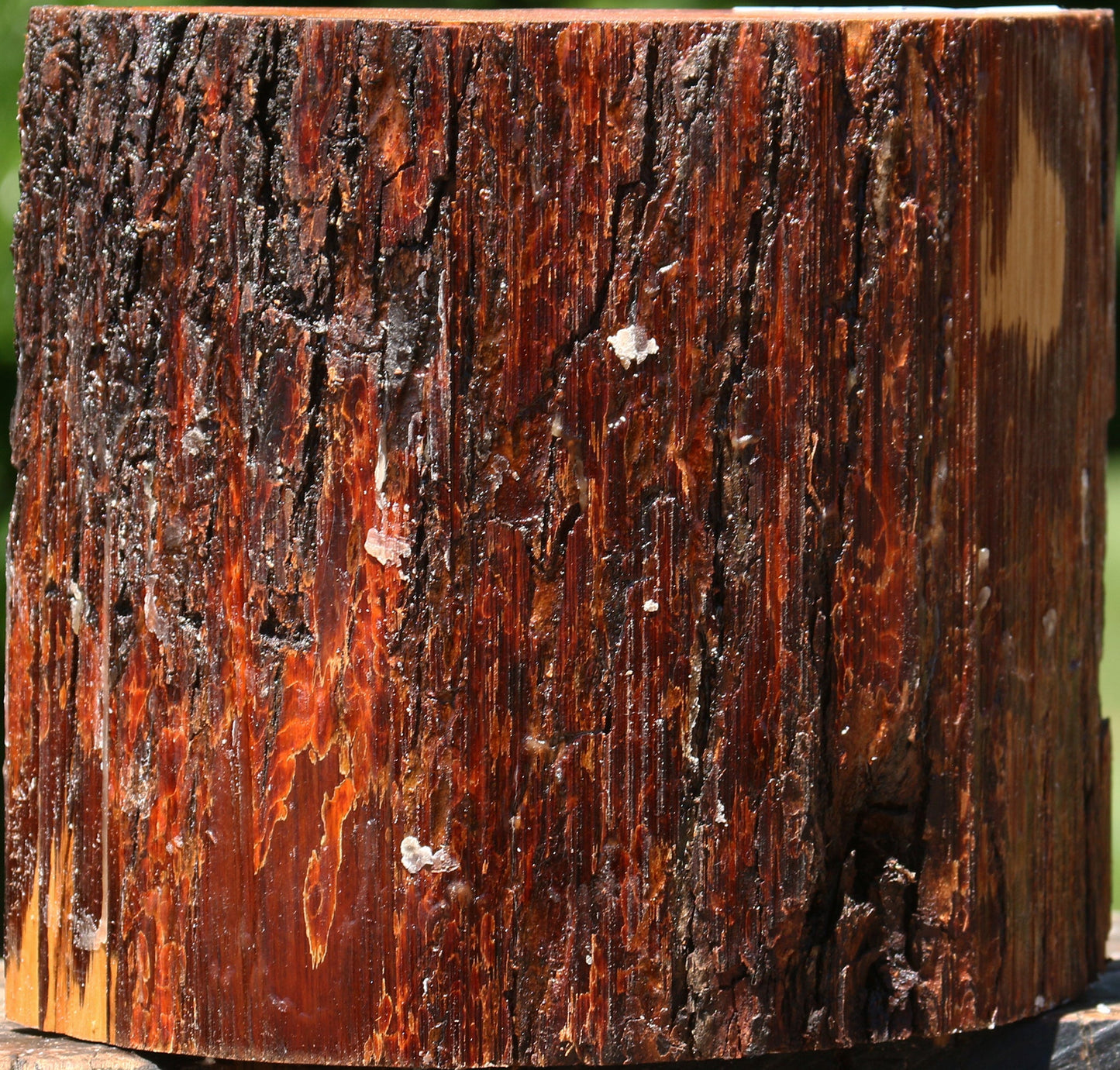 Oregon Ironwood Half Log