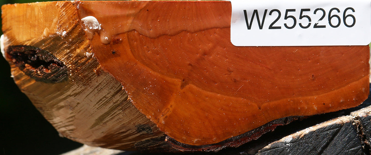 Oregon Ironwood Half Log