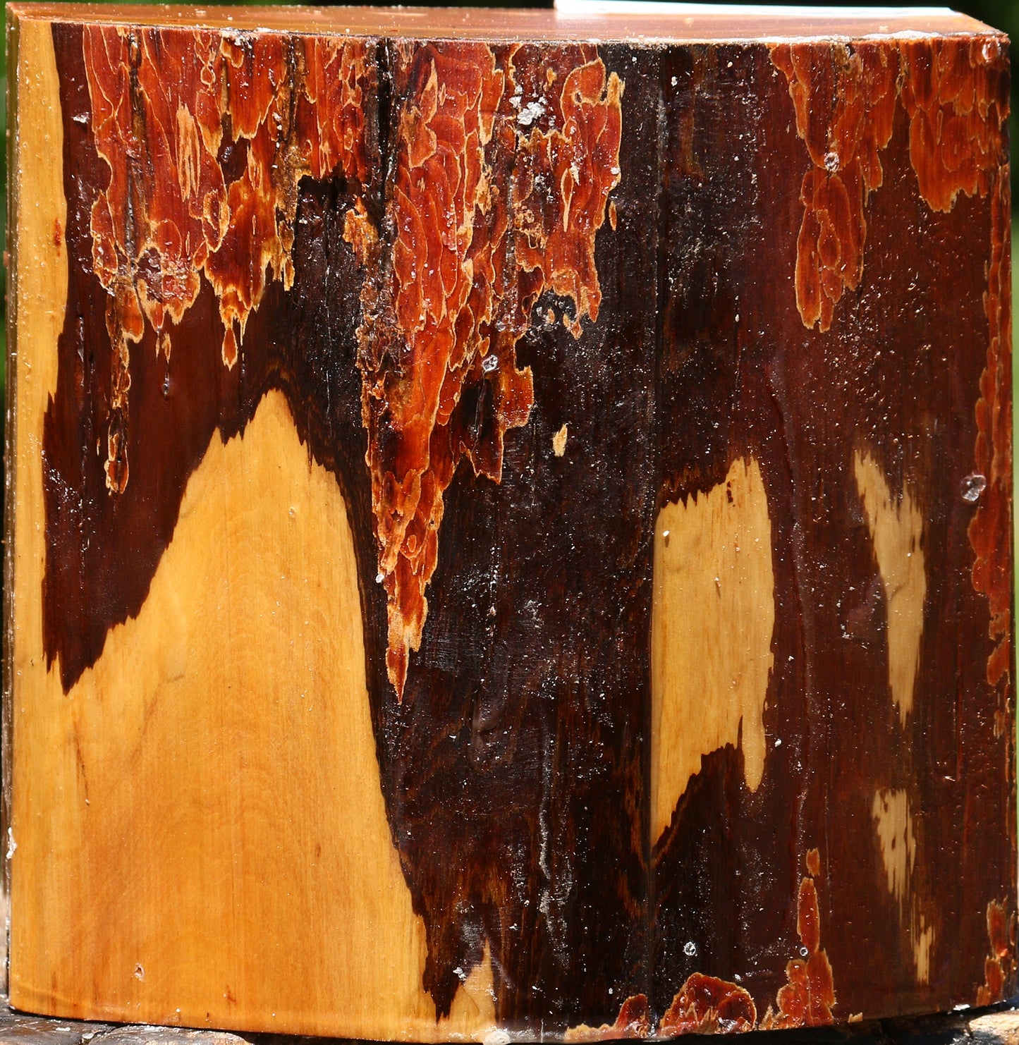 Oregon Ironwood Live Edge Bowl Blank