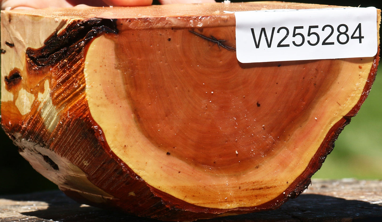 Oregon Ironwood Half Log