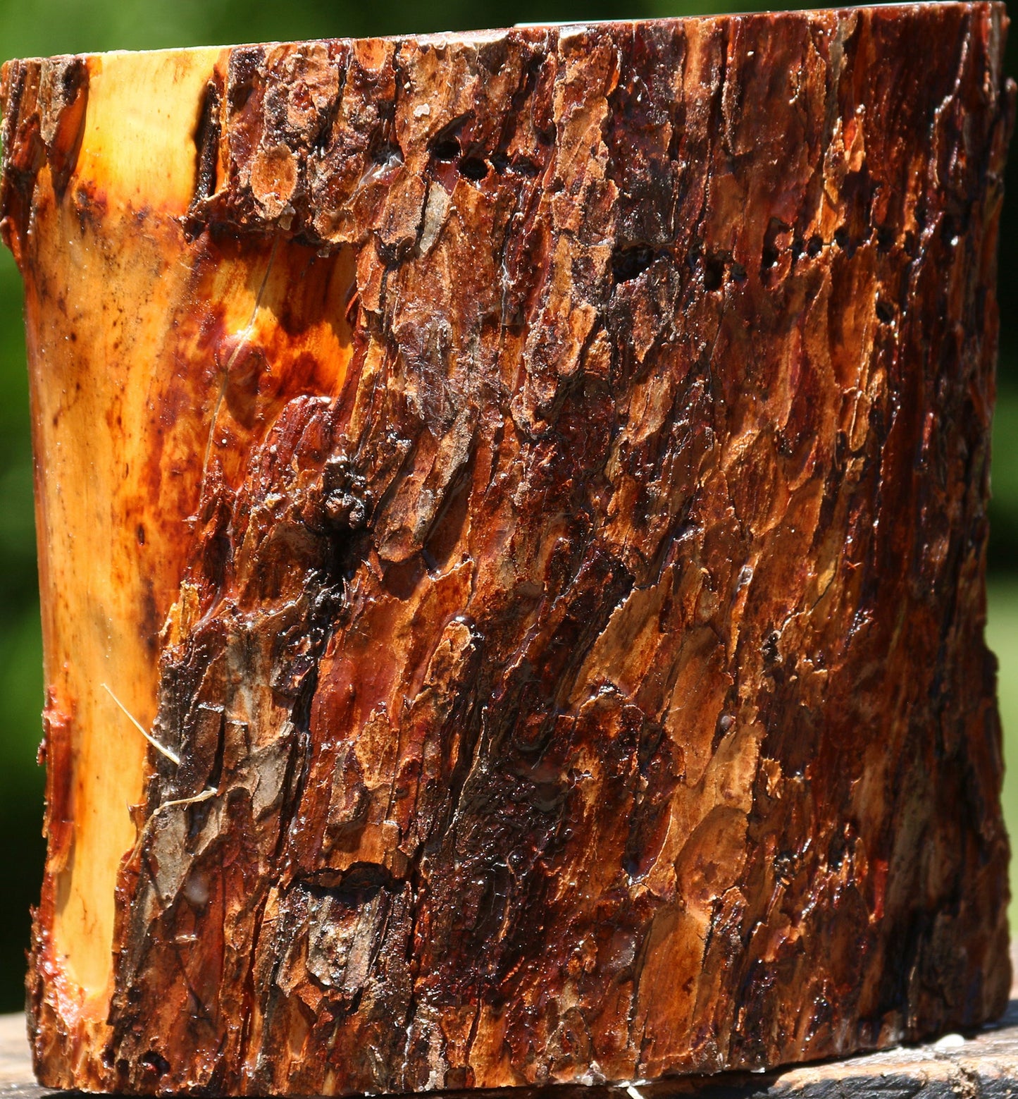Oregon Ironwood Half Log