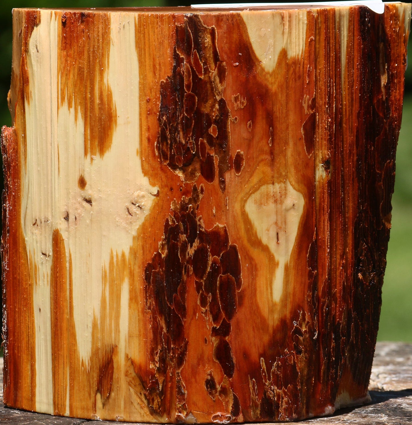 Oregon Ironwood Half Log