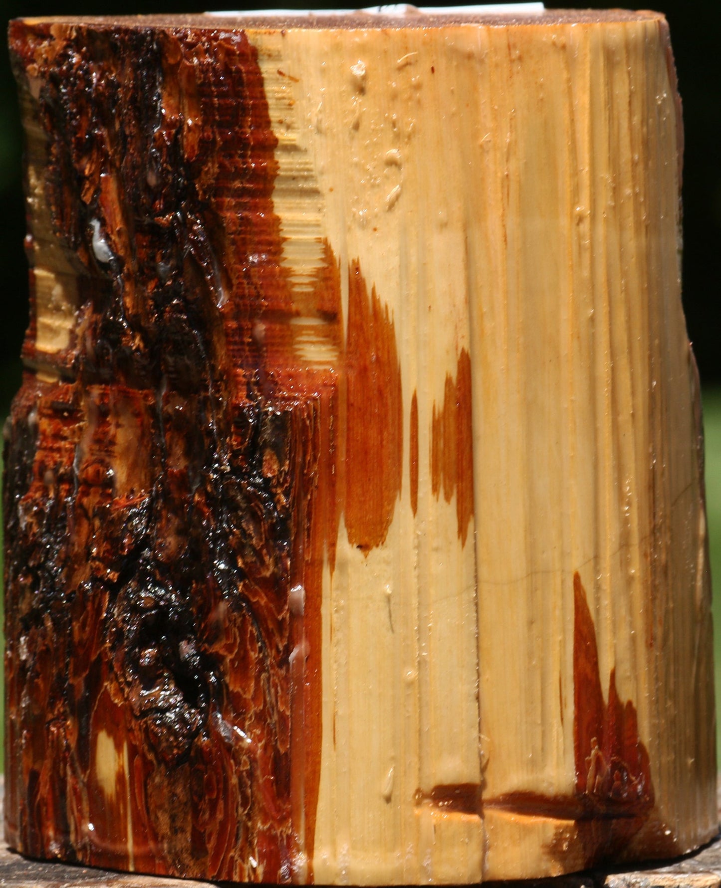 Oregon Ironwood Log
