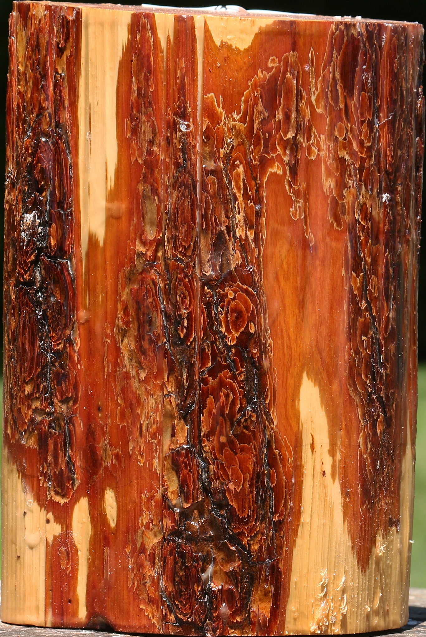 Oregon Ironwood Log