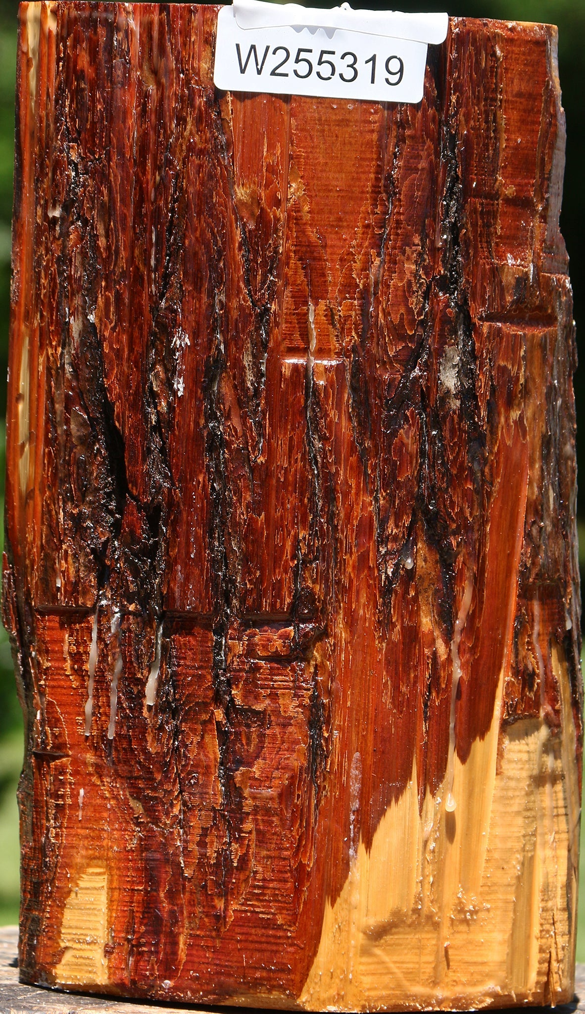 Rustic Oregon Ironwood Log