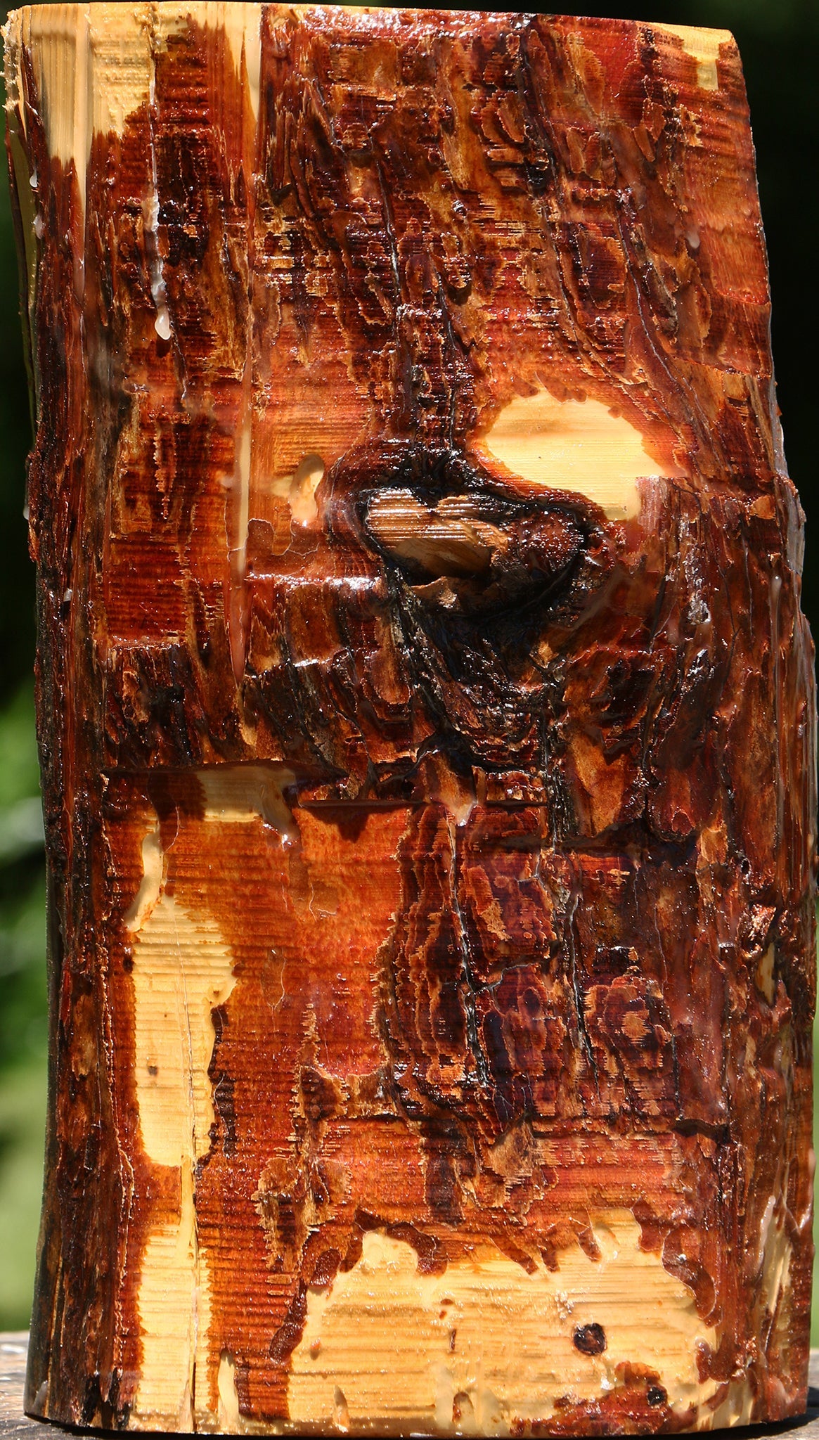 Rustic Oregon Ironwood Log