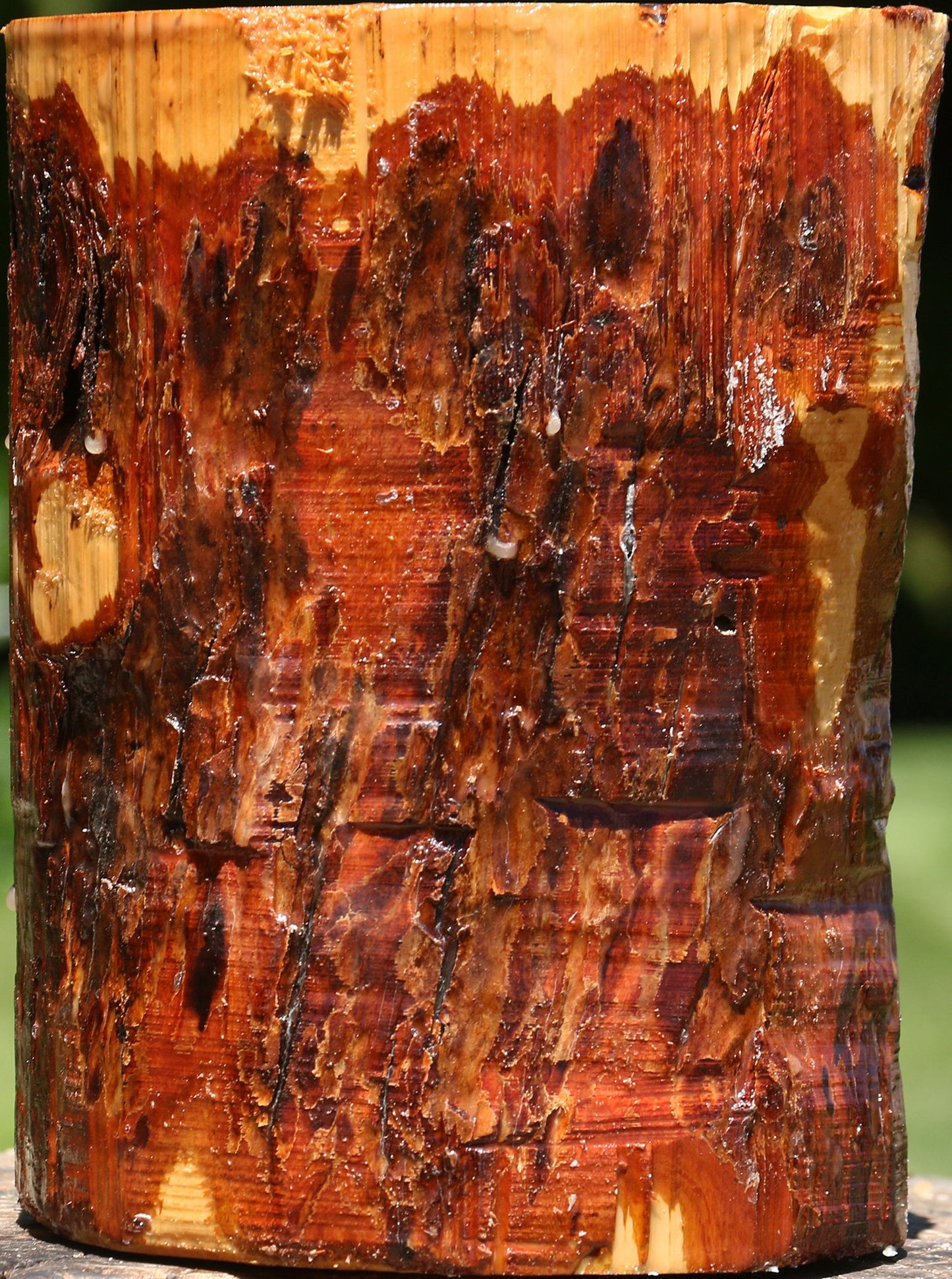 Rustic Oregon Ironwood Log