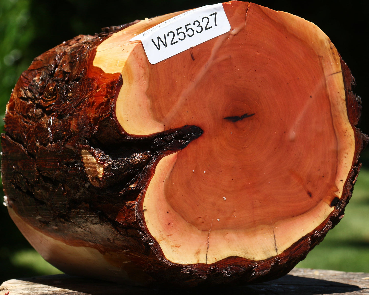 Oregon Ironwood Log