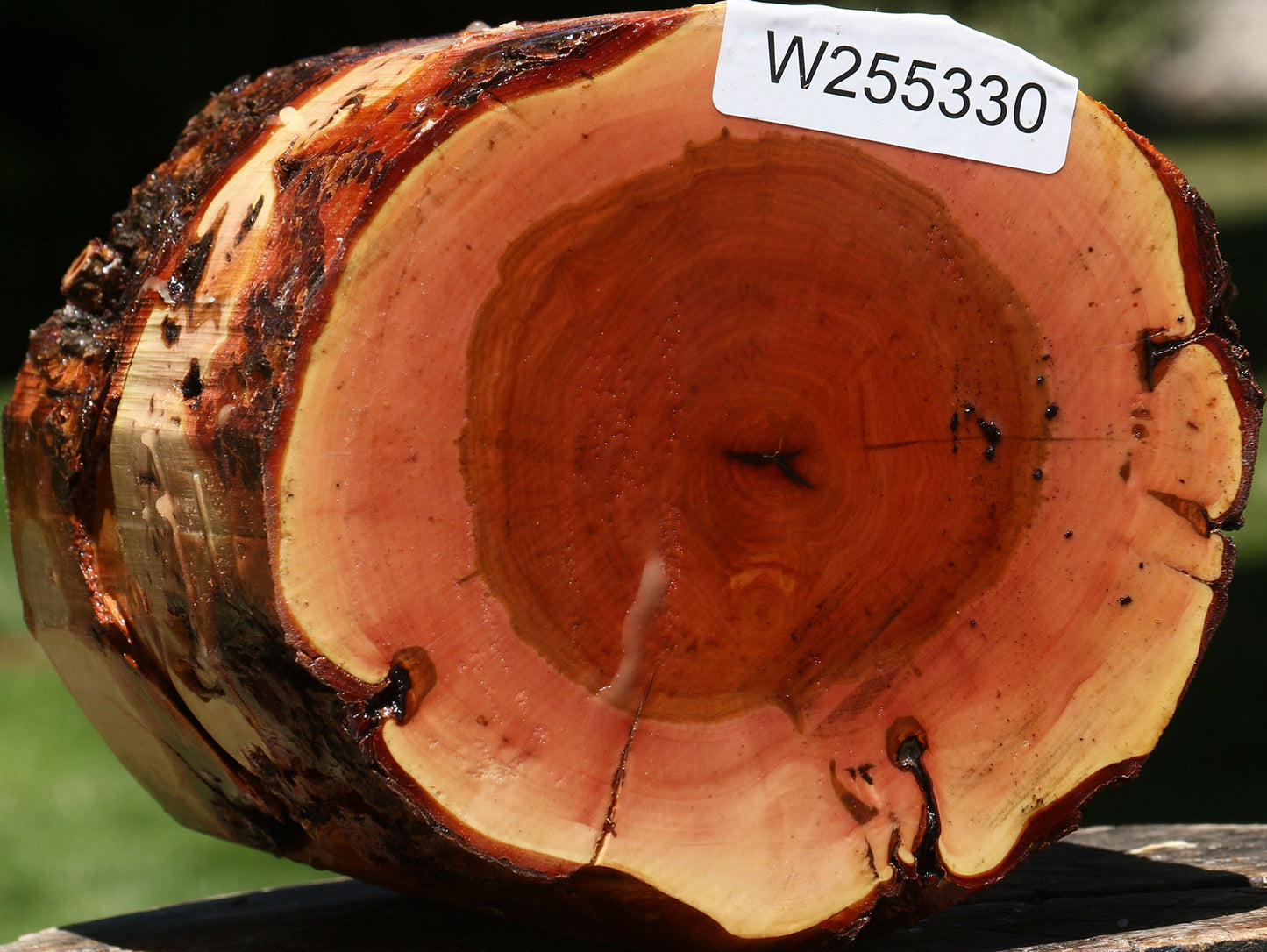 Oregon Ironwood Log