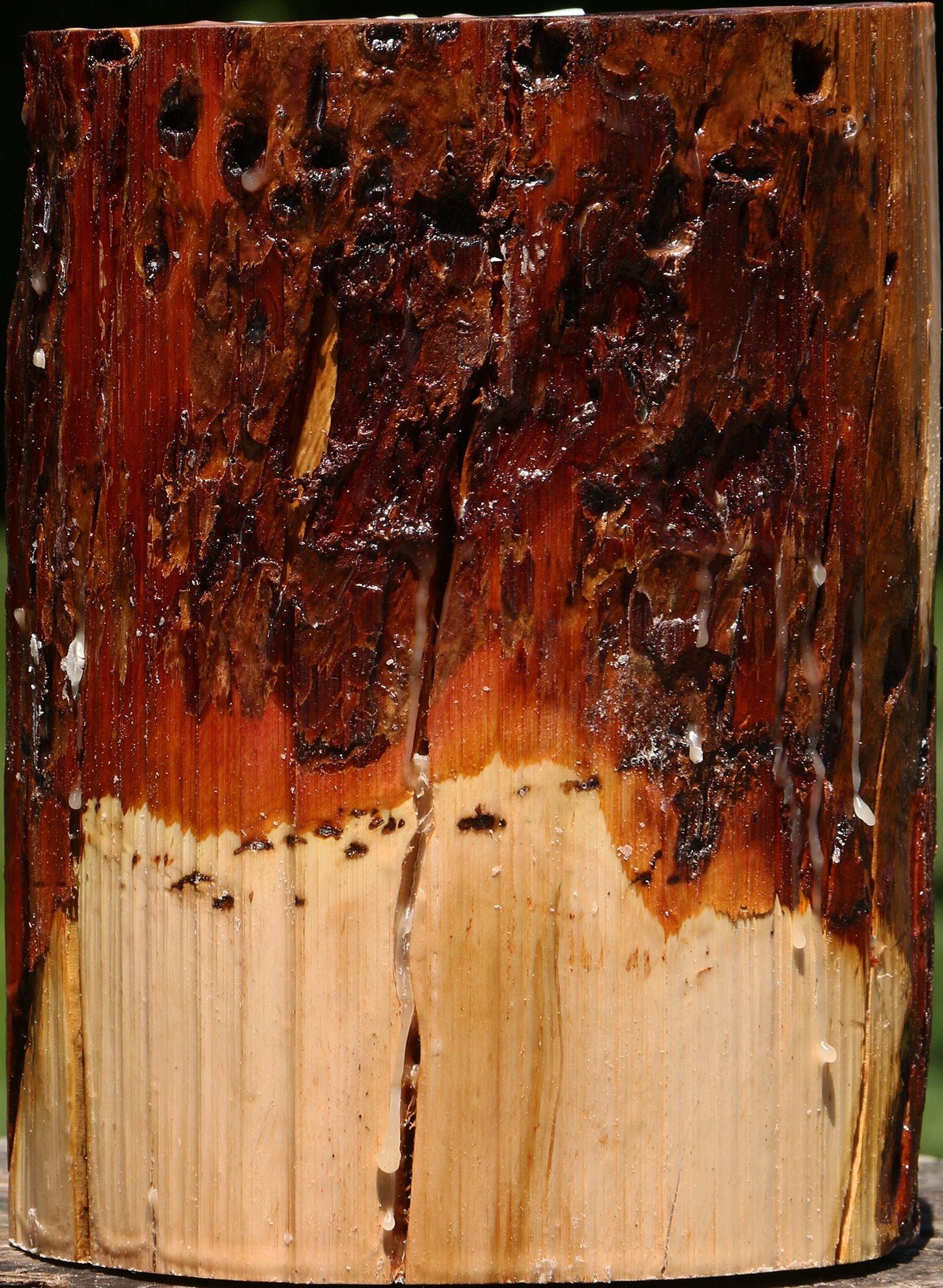 Rustic Oregon Ironwood Log
