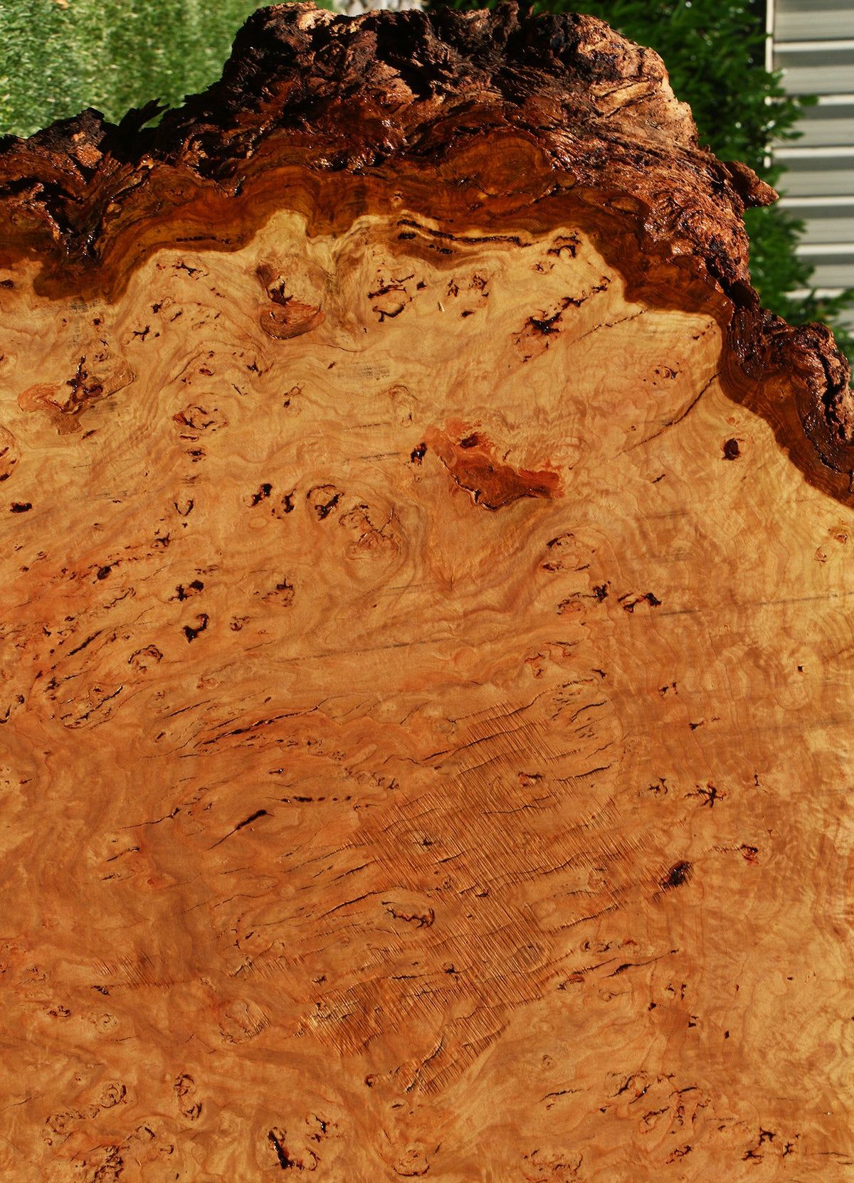 Eucalyptus Burl Cookie