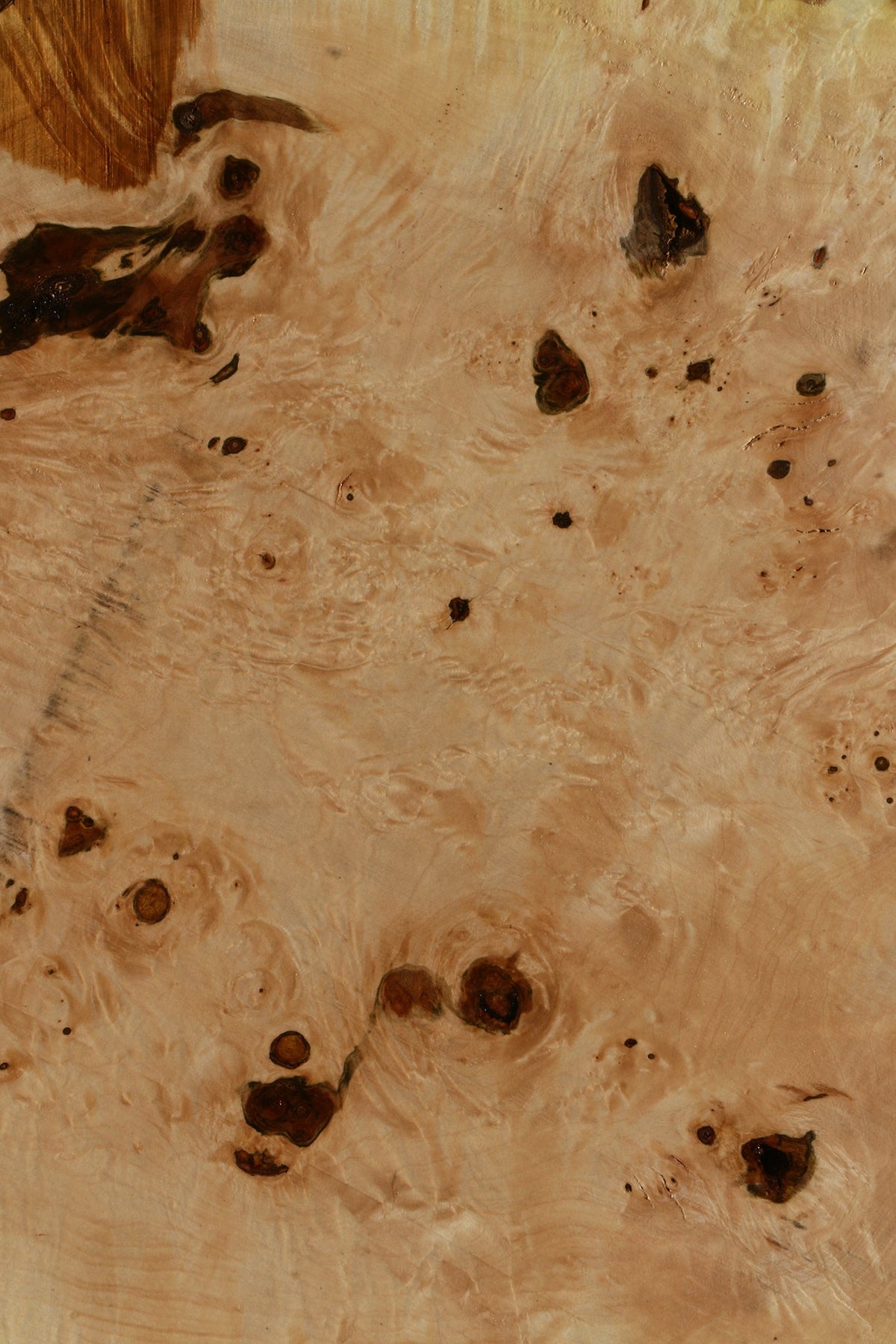 Maple Burl Cookie