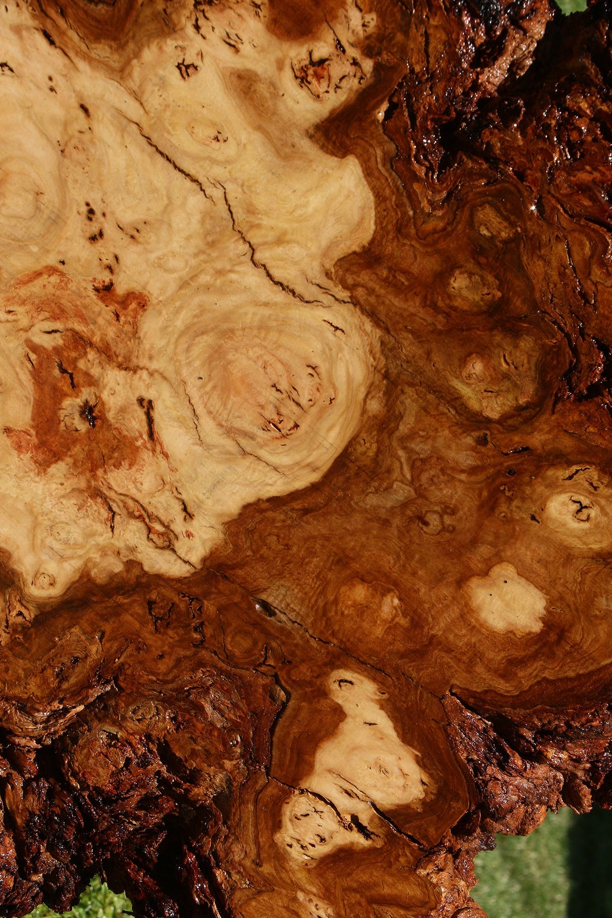 Eucalyptus Burl Cookie