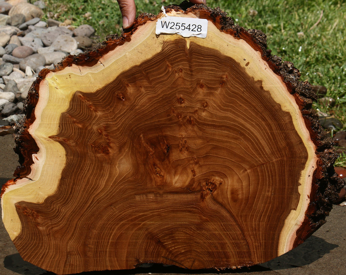 Elm Burl Cookie