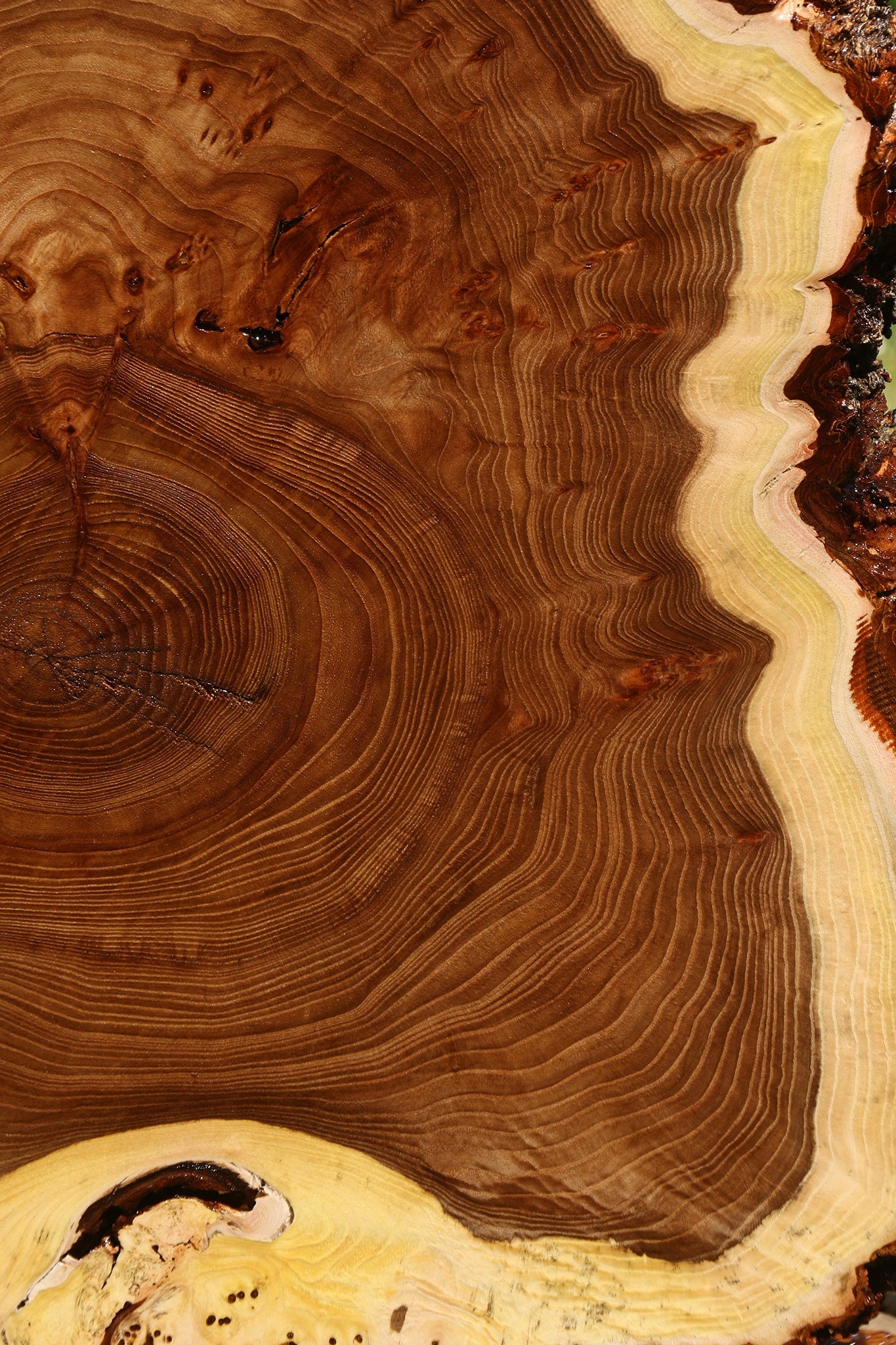 Elm Burl Cookie