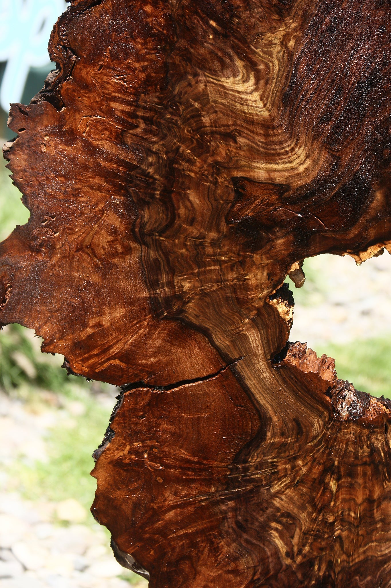 Claro Walnut Burl Cookie