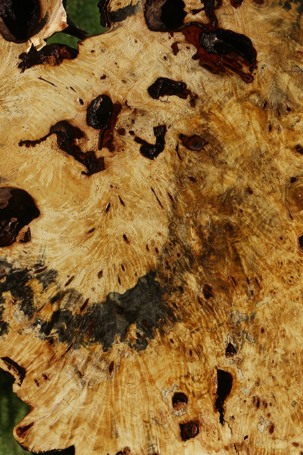Buckeye Burl Cookie