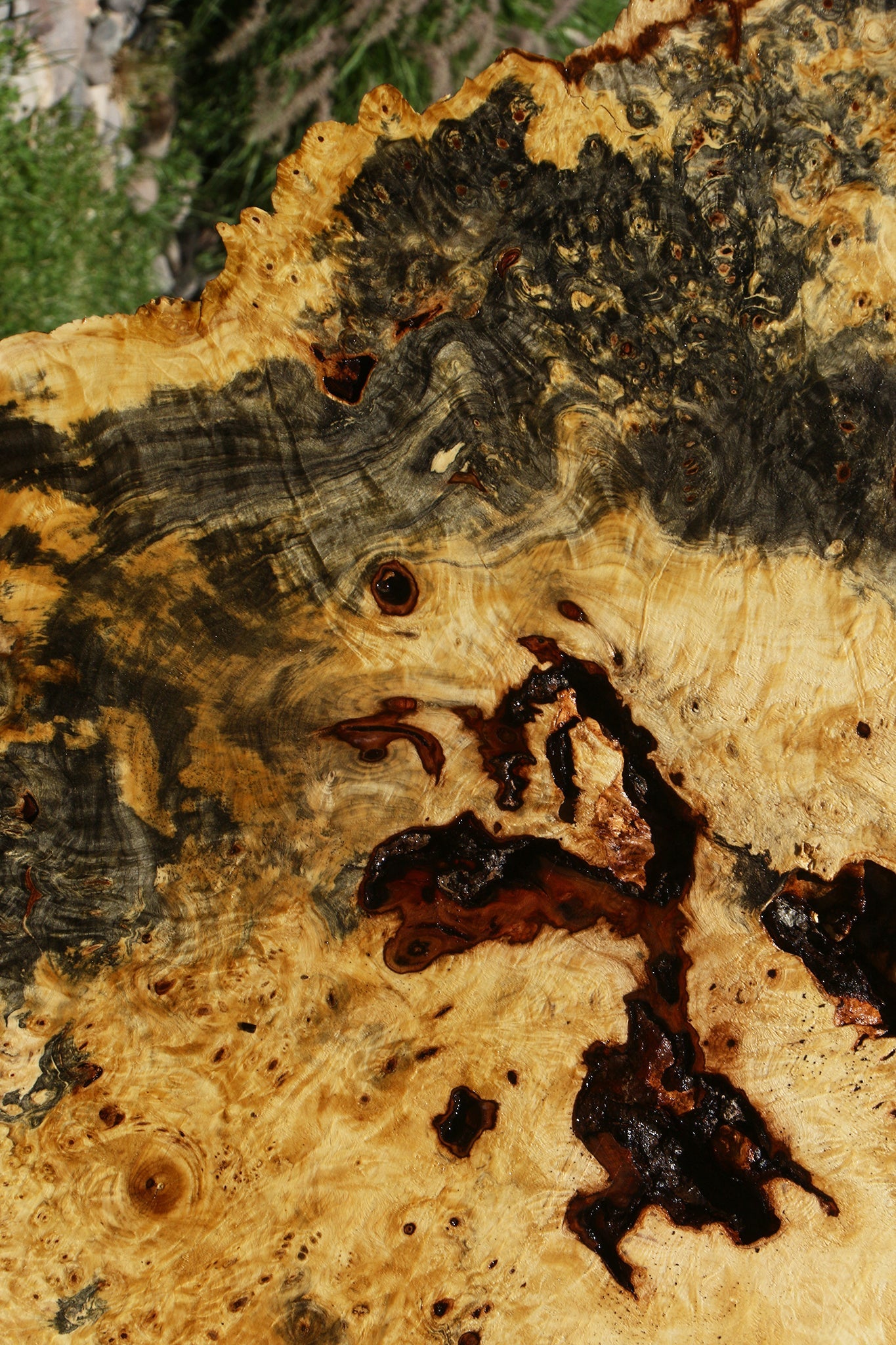 Buckeye Burl Cookie