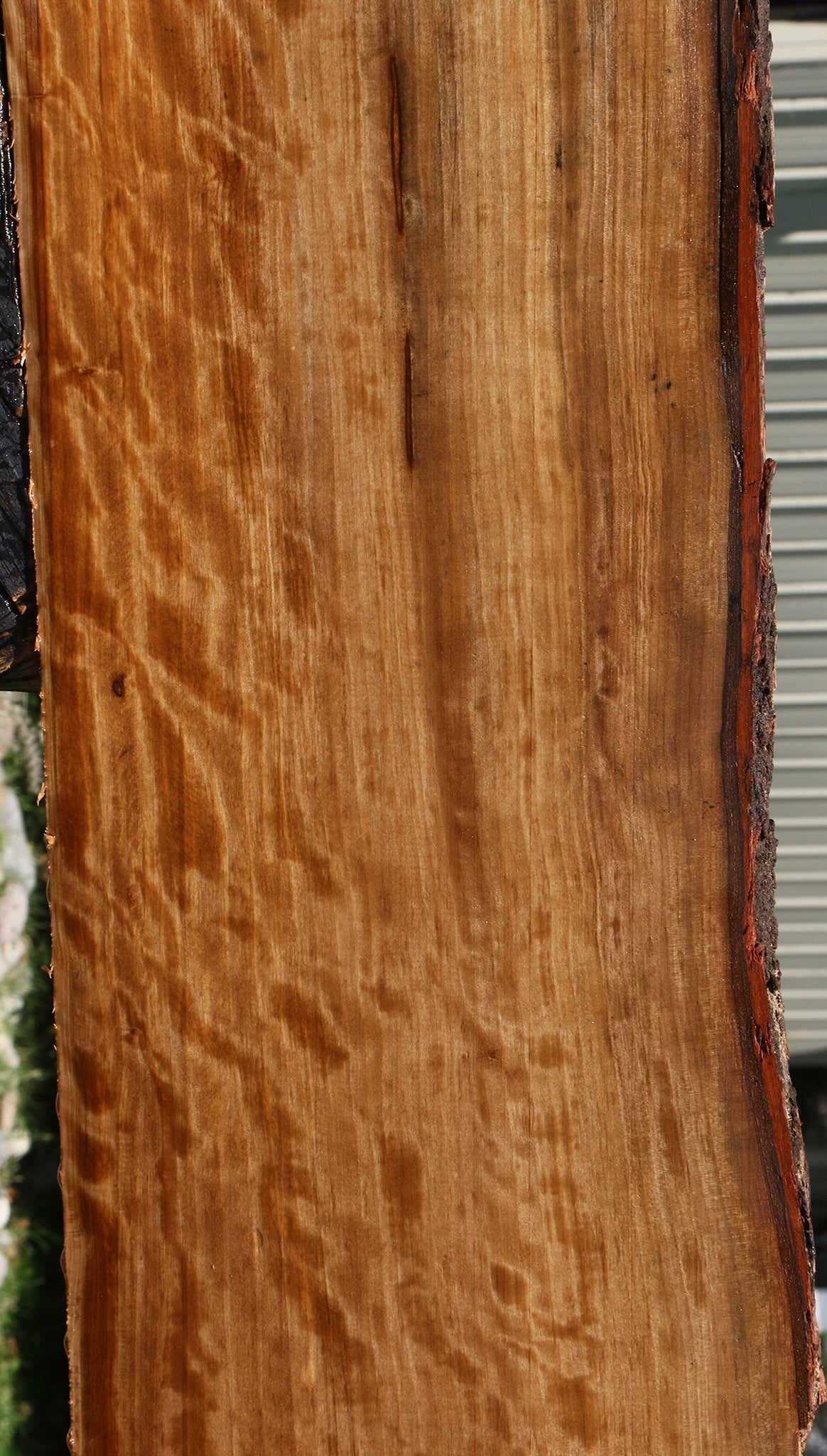 Extra Fancy Quartersawn Liquid Amber Live Edge Lumber
