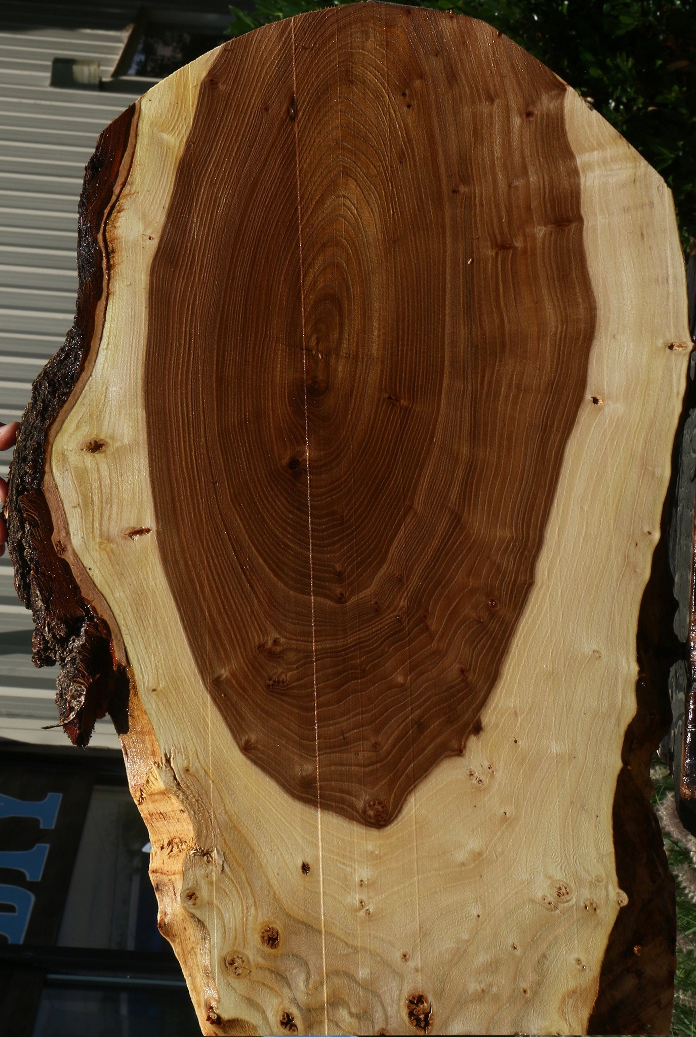 Figured Elm Cookie