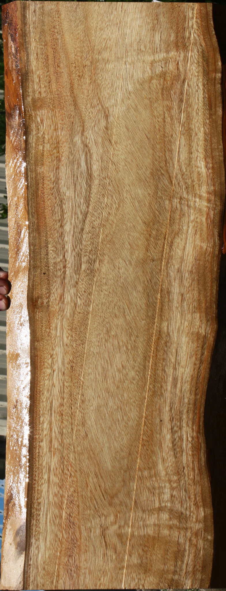 Camphor Live Edge Lumber