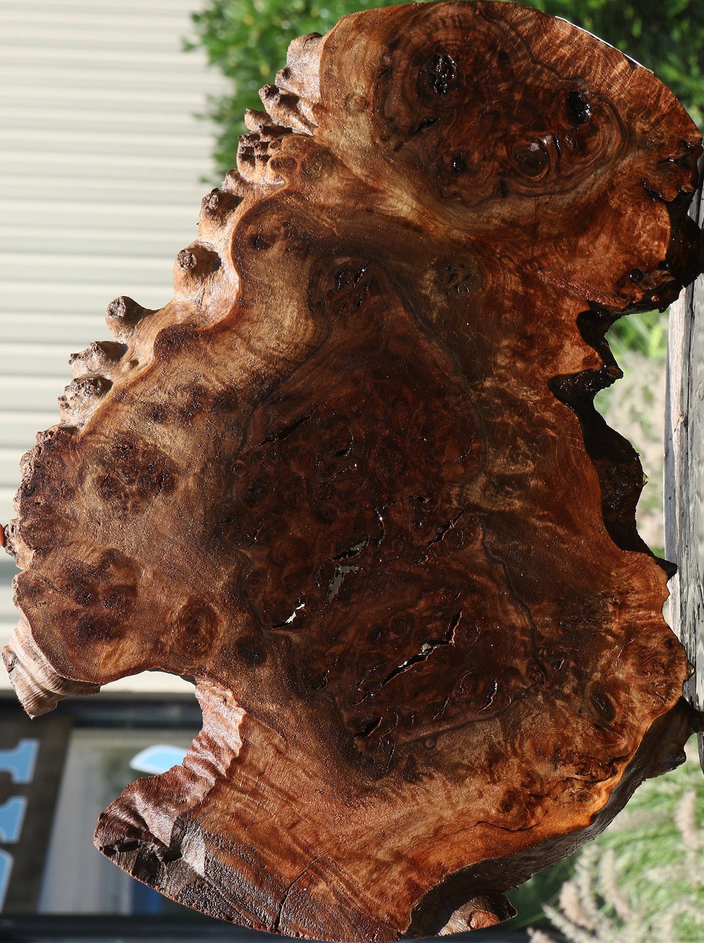 Rustic Claro Walnut Burl Cookie