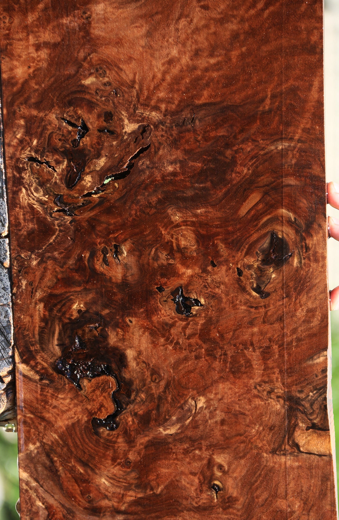 Rustic Claro Walnut Burl Micro Lumber