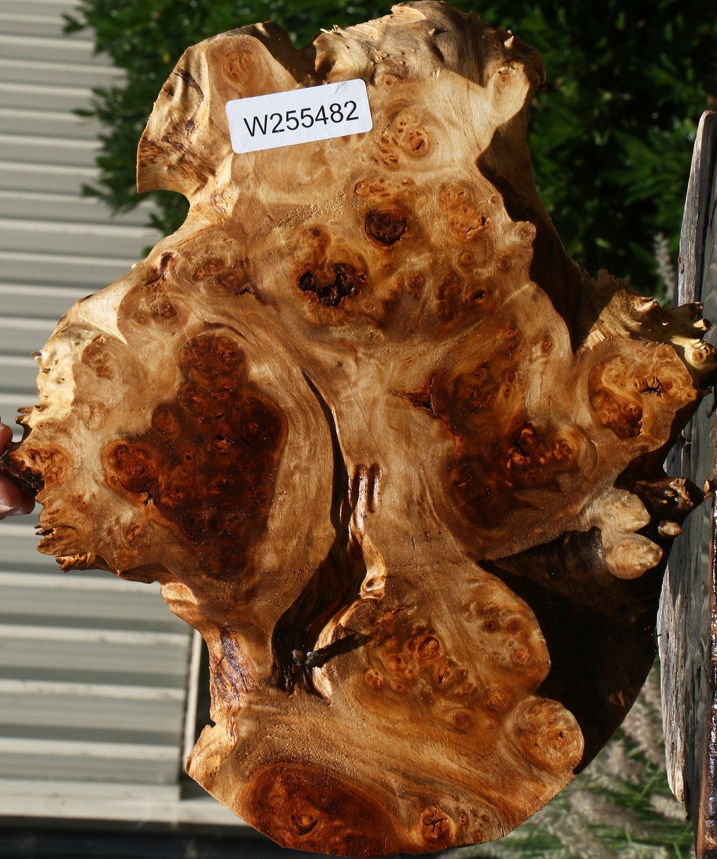 California Cottonwood Burl Cookie