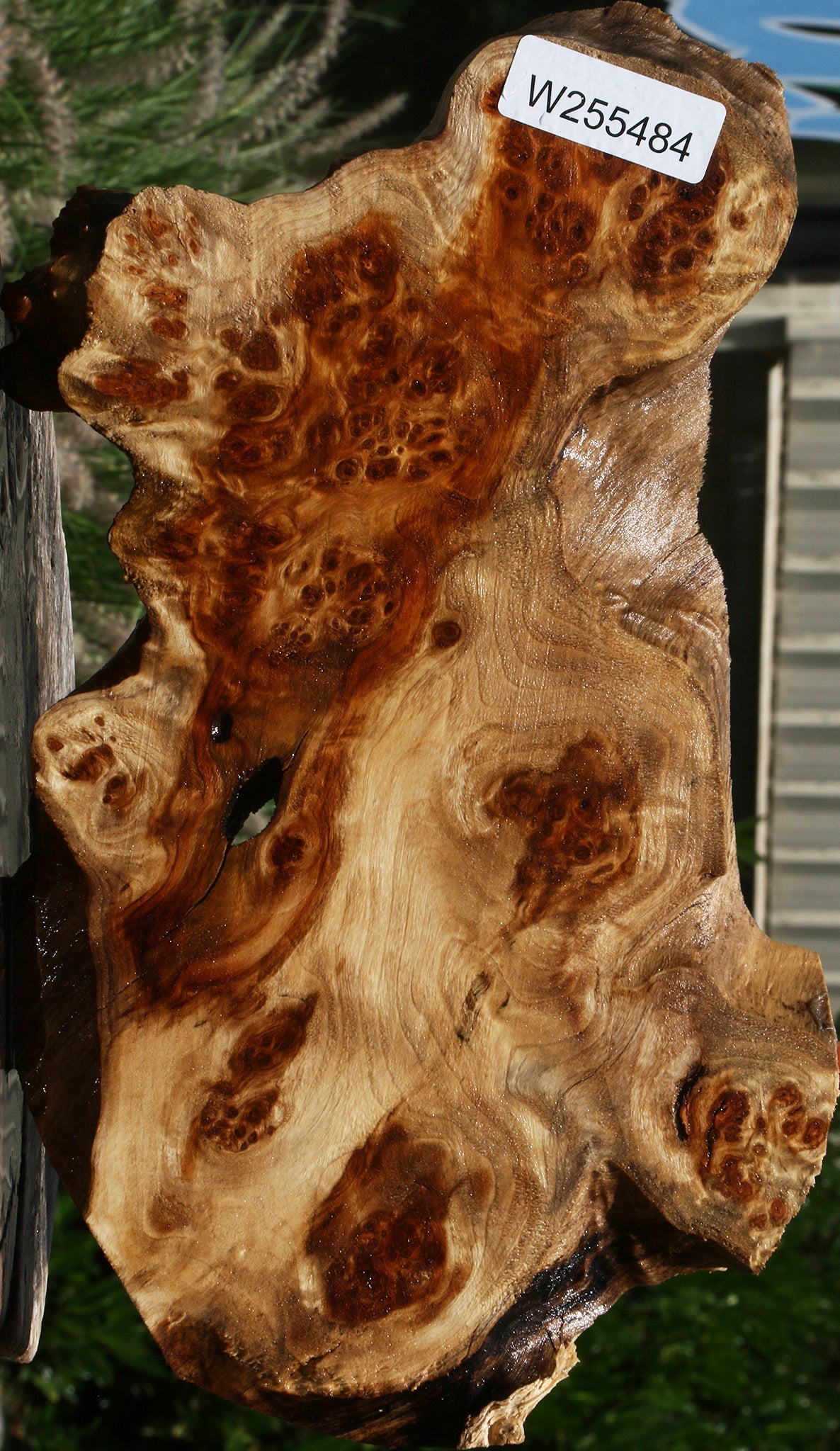 California Cottonwood Burl Cookie