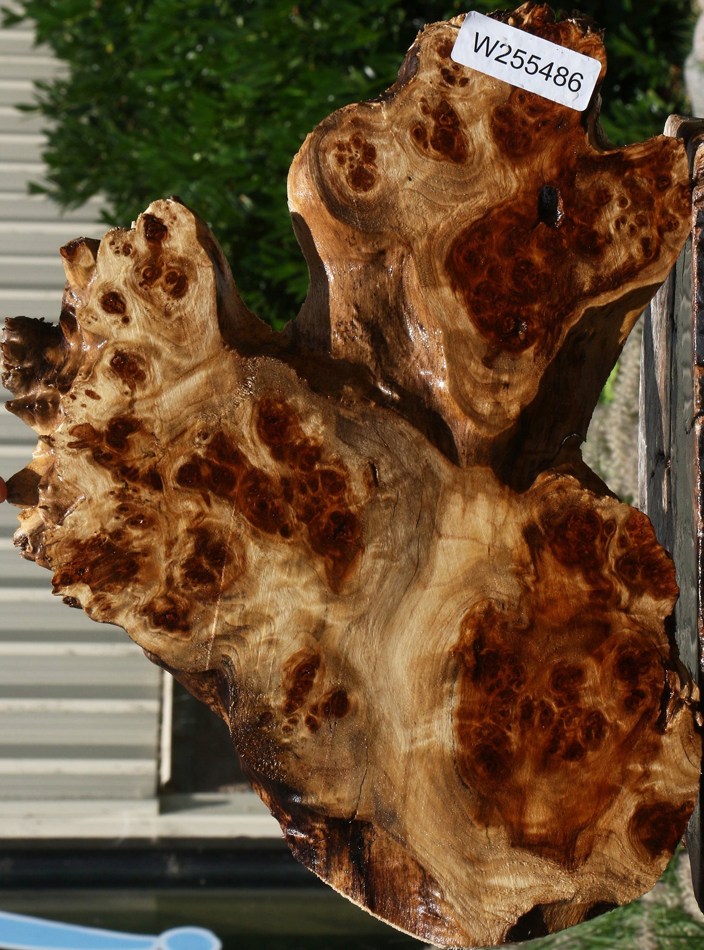 California Cottonwood Burl Cookie
