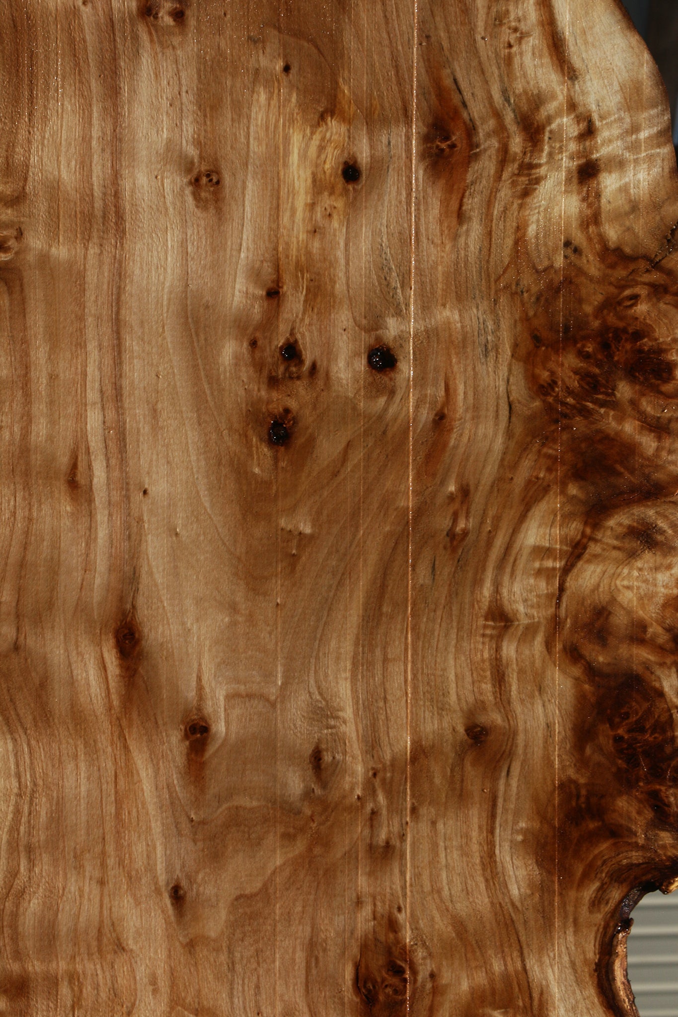 Figured Black Cottonwood Cookie