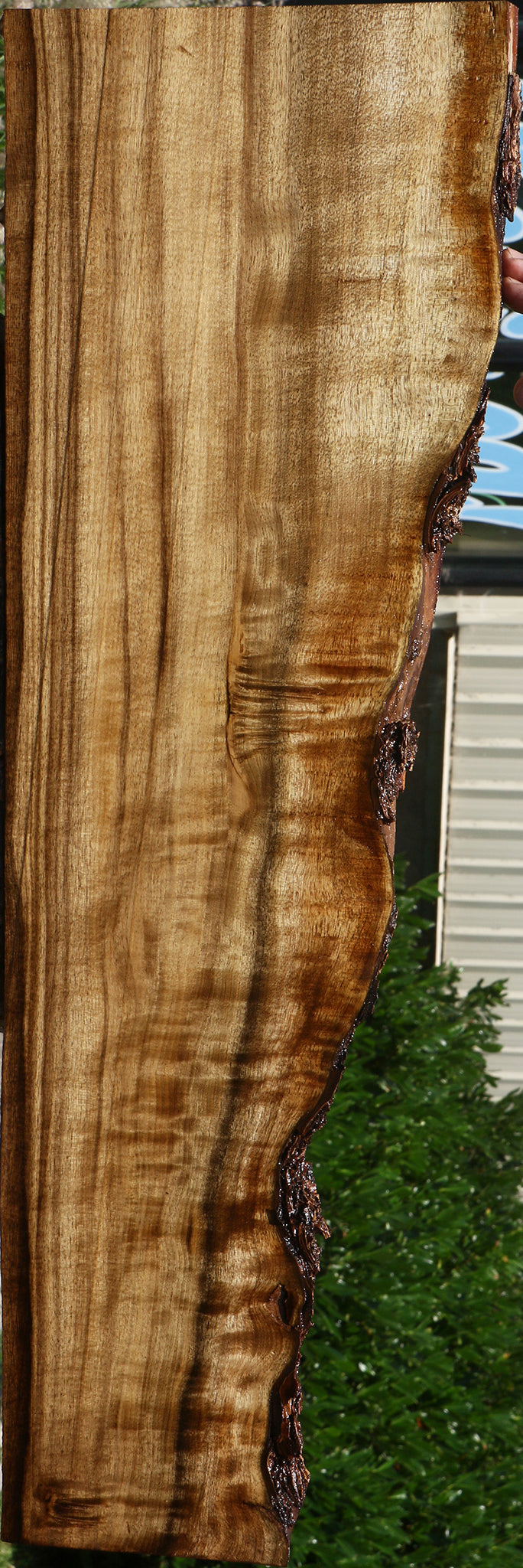 Figured Rustic Myrtle Live Edge Lumber
