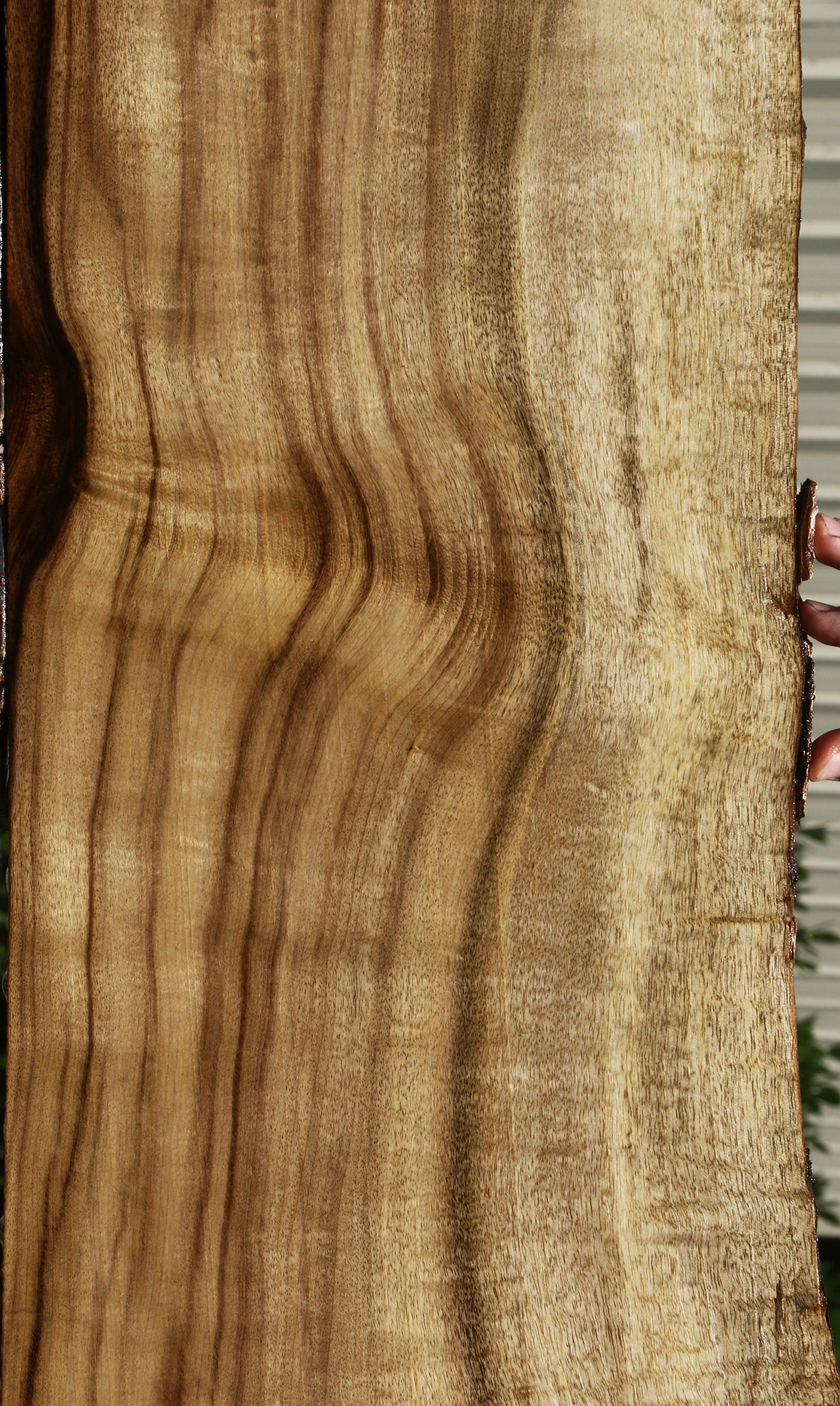 Figured Myrtle Live Edge Lumber