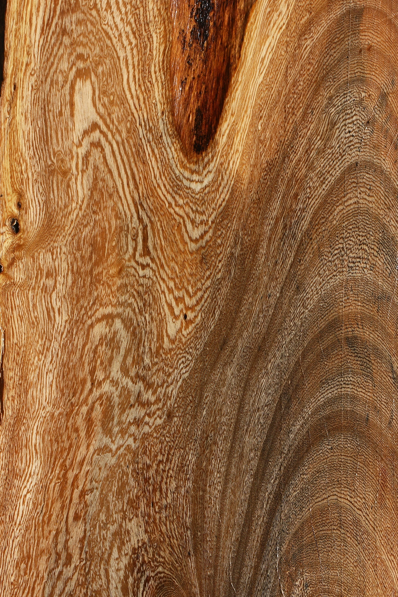 Spalted Hackberry Cookie