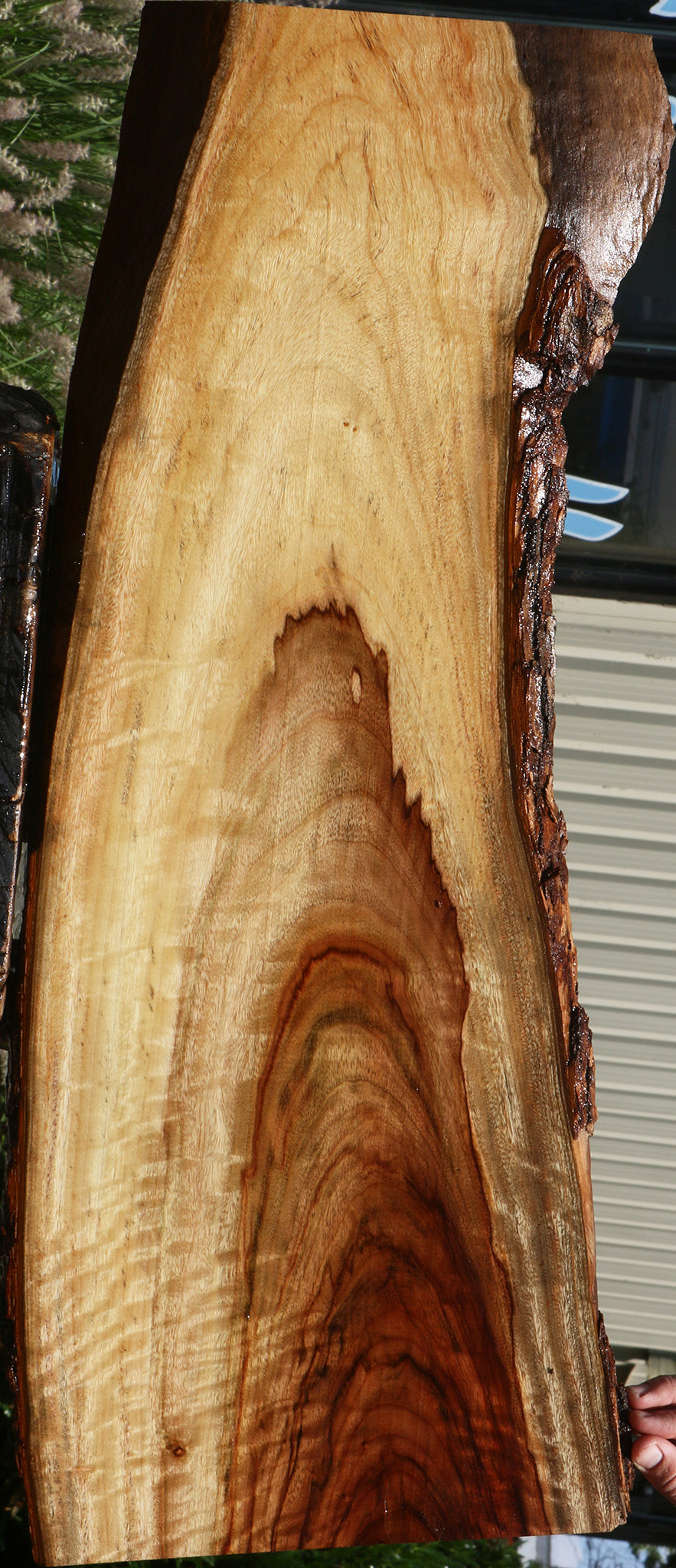 Figured Camphor Live Edge Lumber
