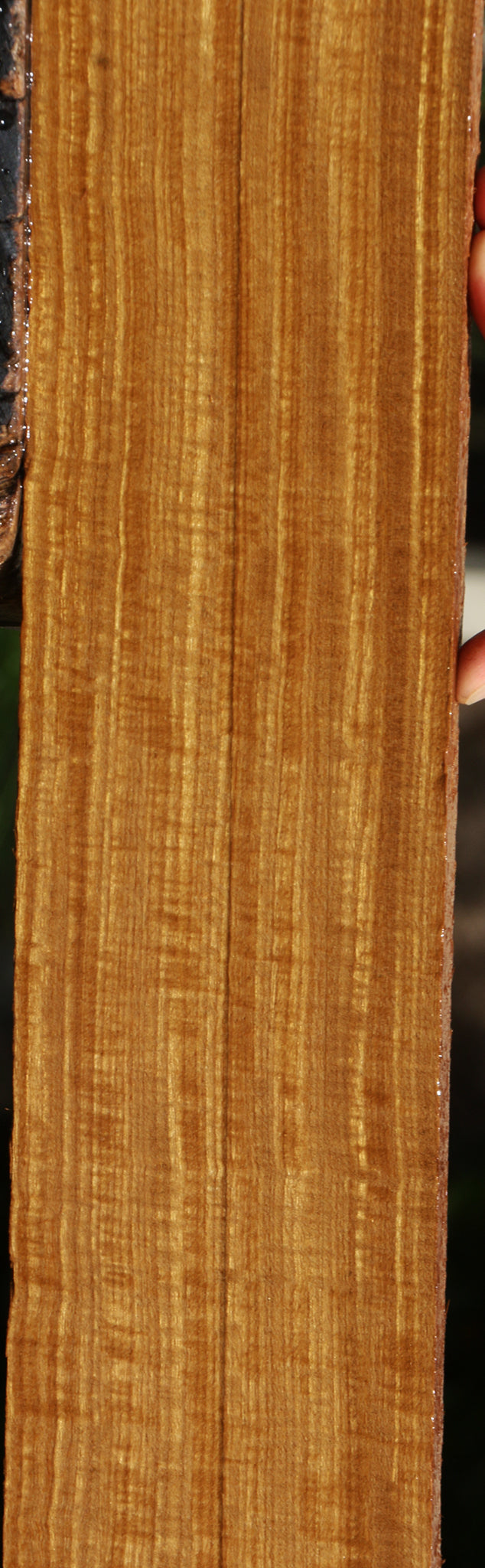 Extra Fancy Quartersawn Afrormosia Lumber