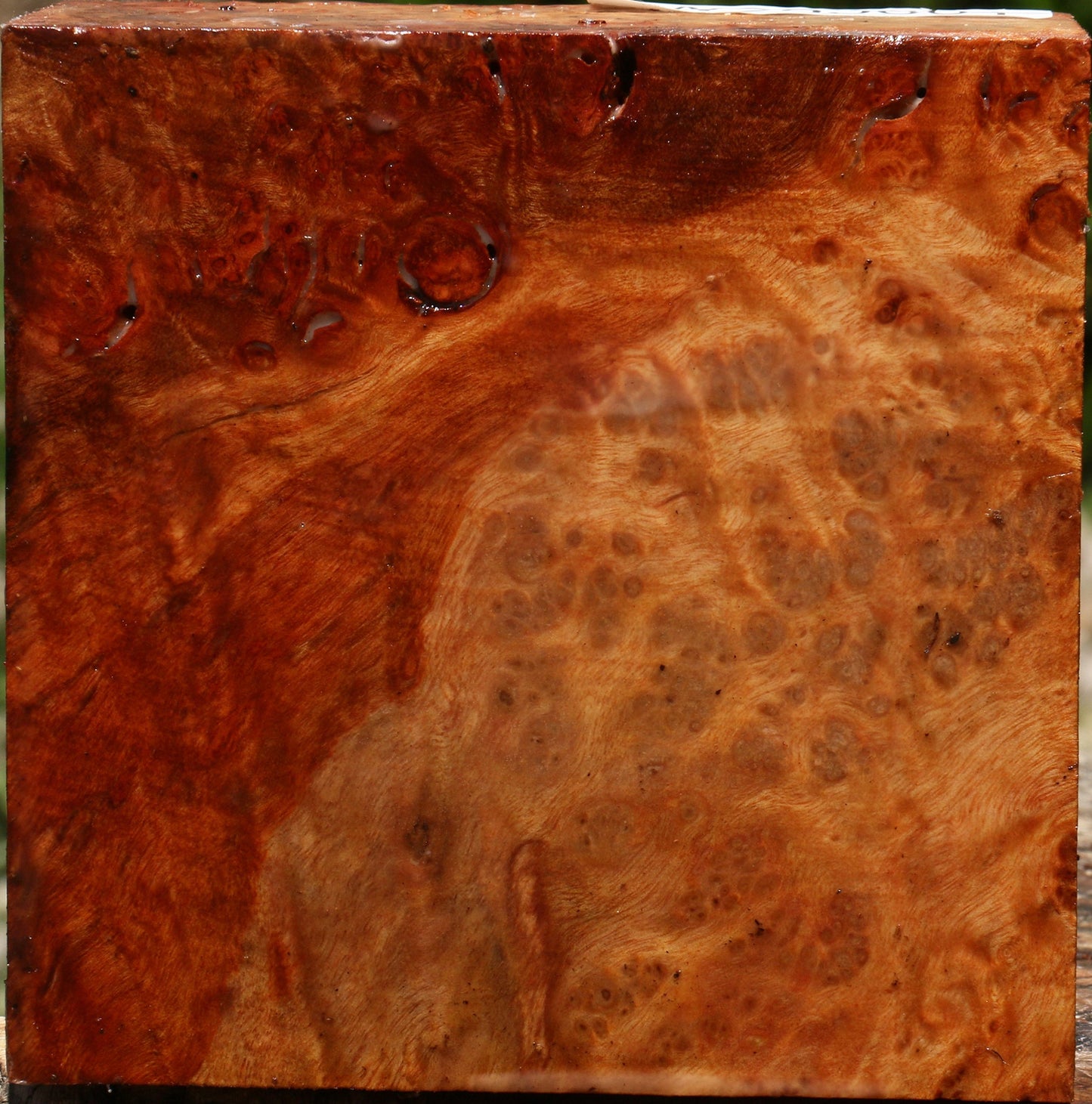 Afzelia Burl Bowl Blank