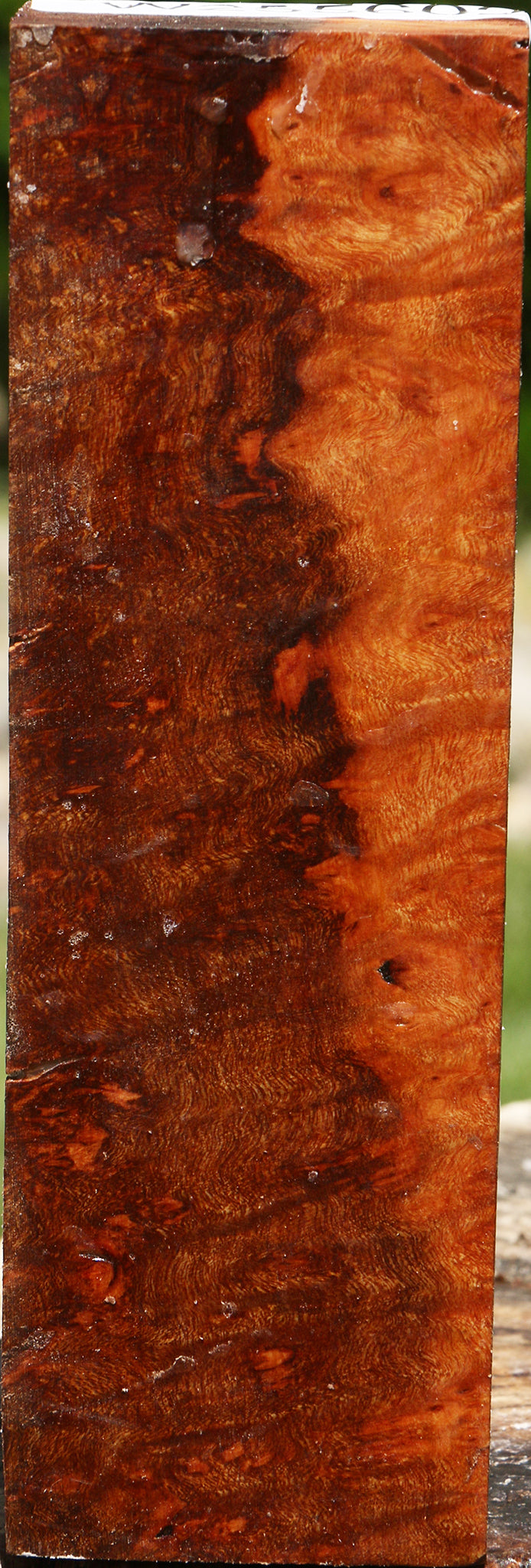 Camphor Burl Turning Blank