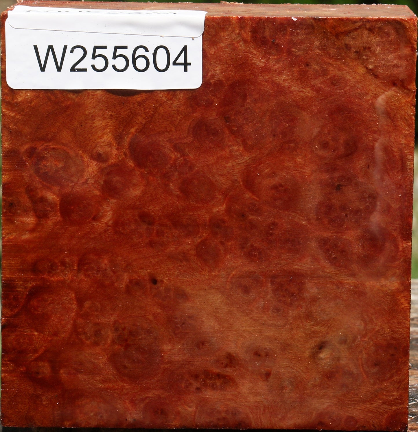 Camphor Burl Bowl Blank