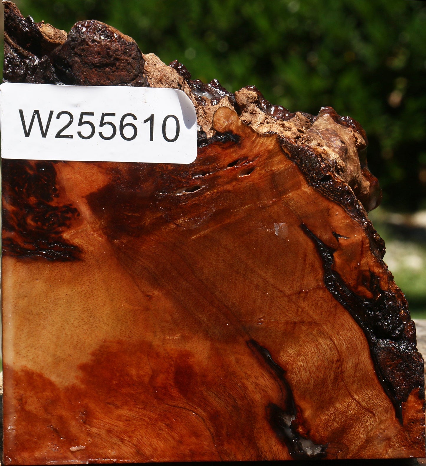 Rustic Camphor Live Edge Turning Blank