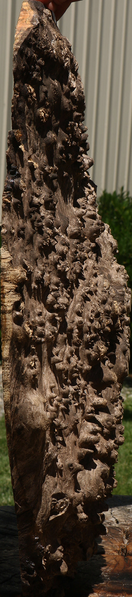 Almond Burl Cap