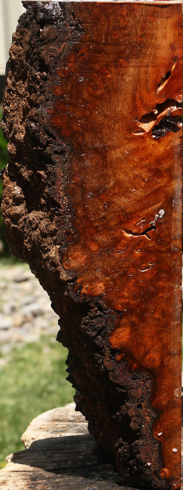 Rustic Camphor Burl Live Edge Turning Blank